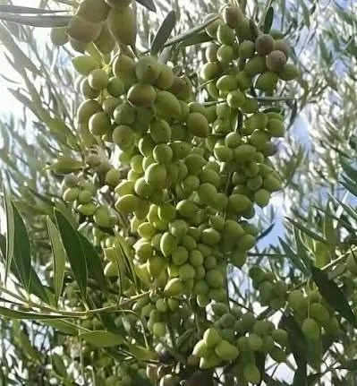 זיתים בשלים על העץ
